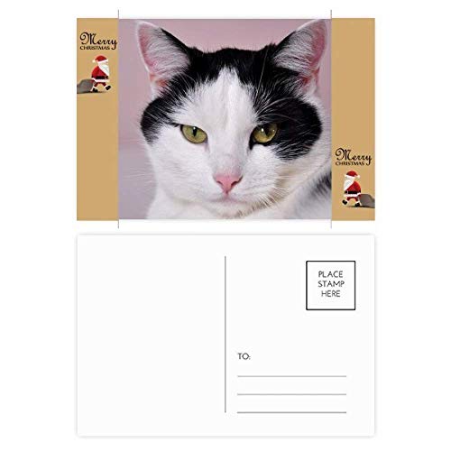 Cartes postales remerciement animal de compagnie pour ne plus manquer de mots doux