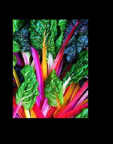 Northern Lights Mix 35-2K Seeds Swiss Chard Heirloom Intense Colors Bulk (35)