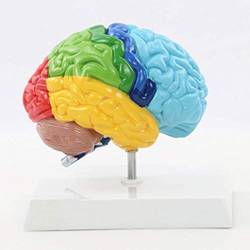 WANGXNCase Modelo de Cerebro Humano,4D Desmontado Anatómico Modelo de Cerebro de Humano Anatomía Médica Herramienta de Ense Anza Estatuas Esculturas de Escuela de Medicina Uso Cover