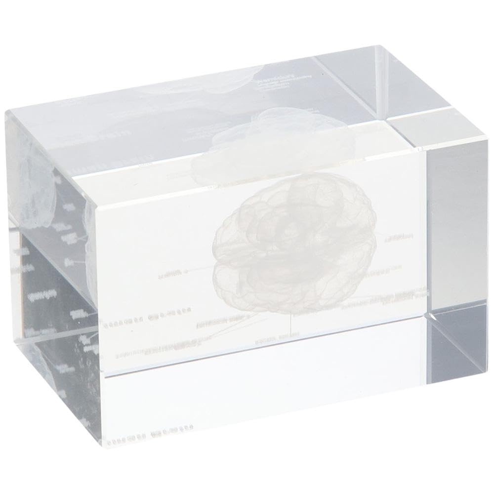 3D Human Brain, Anatomical Model with Labels, Clear Crystal Glass Cube, La-ser Etching Neurology Gifts for Home&Office Decoration
