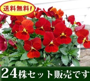 Amazon ビオラももかシリーズ ほむら 24ポット ムラカミシード ホルモン剤不使用栽培品ブ 花