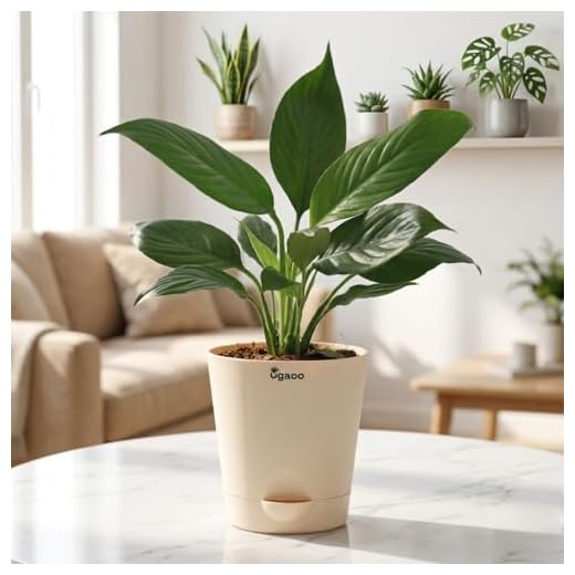 Ugaoo Peace Lily Plant with Self Watering Pot (Spathiphyllum Viscount)
