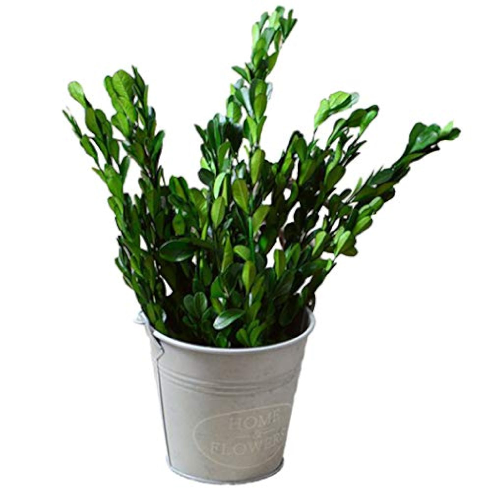 Dried Flower Bunch for Home Decoration
