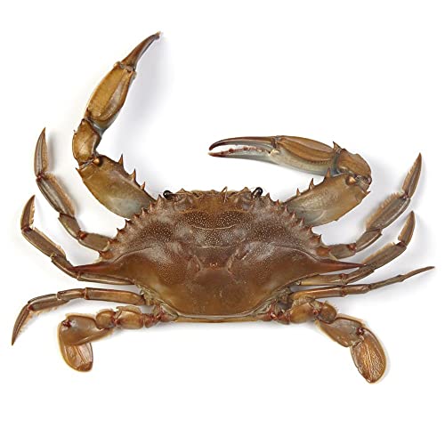 Carolina's Perfect Solution Blue Crab, Plain
