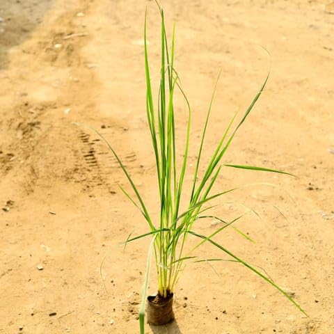 Lemon Grass in 4 Inch Plant Nursery Exotic-image-41