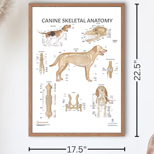 Anatomy Lab Canine Skeletal Anatomy Poster, LAMINATED, Veterinary Anatomy and Physiology, 17.3 x 22.5 Inches, Dog Skeletal System Diagram, Animal Anatomical Chart for Education Learning and Students Educational Dog Anatomy Poster
