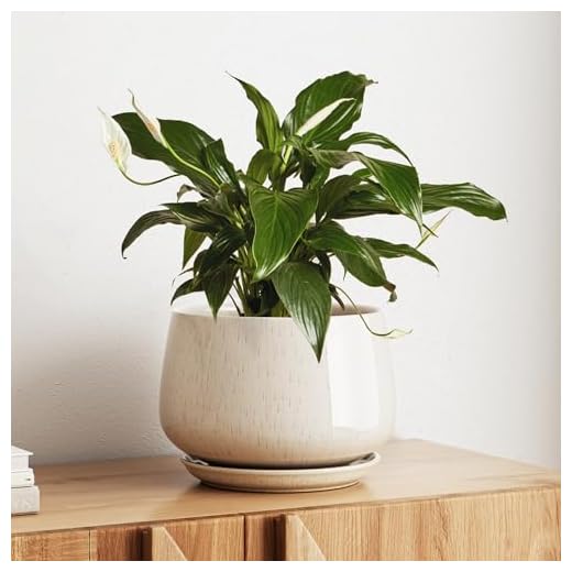 How do you care for garden mums Stylish 10 Inch Ceramic Planter with Drainage