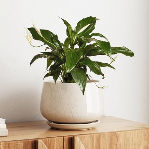 LE TAUCI Blumentopf Keramik, 25 cm Übertopf für Pflanzen, Pflanztopf mit Drainagelöchern und Untersetzer, Stilvoll und Langlebig, Blumentopf für Innenbereiche, Geschenk für Mama, Reaktive Glasur Beige