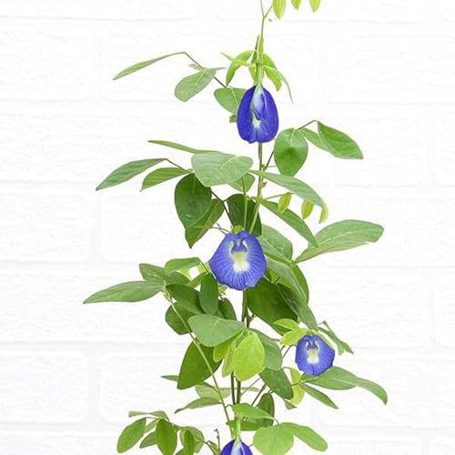 Image of BLUE APRAJITA LIVE BUTTERFLY PEA FLOWER LIVE PLANT, APRAJITA PLANT WITH POT, INDOOR OUTDOOR GARDEN GROWING PLANT, PACK OF 1 WITH BLACK POT