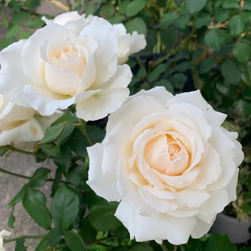 Semillas de rosal, Rosa chinensis, las plantas trepadoras son resistentes Las rosas trepadoras compran semillas, semillas de flores y plantas semillas de cobertura del suelo 50pcs