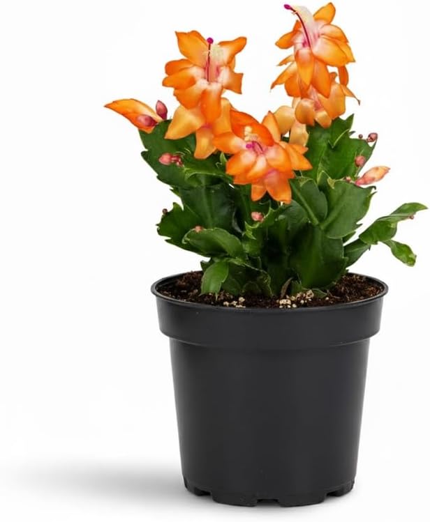 Miniatura 6 de Plantas de cactus de Navidad naranjas vivas en maceta de 4 pulgadas, plantas perennes de cactus de Navidad, Acción de Gracias, plantas de interior