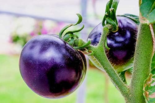 Purple Blue Indigo Rose Tomato 20+ Seeds for Planting Exotic Vegetable Garden