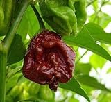 Trinidad Chocolate 7 Pot Douglah - Might Be the World's 2nd Hottest Chili Pepper 10 + Seeds