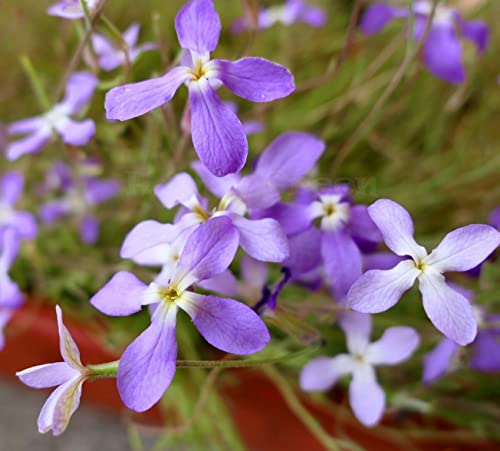 Night Scented Stock 5 000 Seeds + Freebie + Plant tag Matthiola Bicornis Fragrant, Puprle