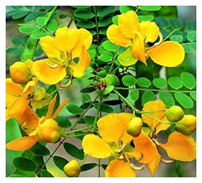 Vi Vethan Aavarampoo (TANNER FLOWER DRIED RAW) 100gm-image-41