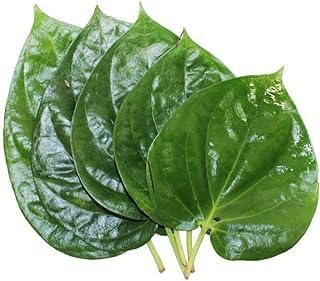 Live Rare Paan Betel Leaf (Magai Paan) Plant(Pack Of-2)/Meetha Paan (Sweet Paan)/Piper betle Live Healthy Hybrid Quality Plant & Tree for home garden(Above 6-12 Inch) on Nursery Poly Bag.