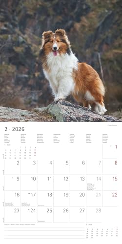 Alpha Edition - Hunde Kalender 2026 – Wandkalender 30x30 cm für Hundeliebhaber – 6-sprachiges Kalendarium mit Feiertagen & Ferienterminen, Monatsübersichten & viel Platz für Notizen, Ringbindung: Dogs