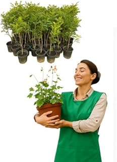 Incense Seedlings (Casalism) - Powerful Aromatic Plant Insect Repellent - Balcony & Garden Home Farming - Menoufia Nurseries