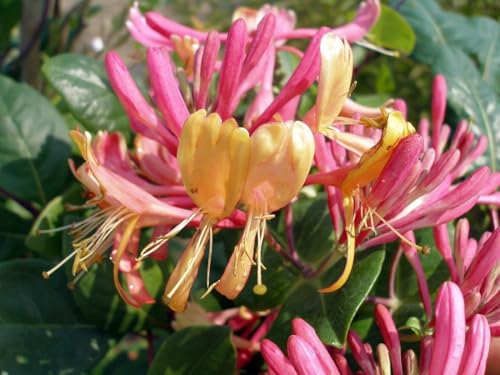 Gold Flame Honeysuckle Vine - Lonicera - Very Hardy - 2.5 Pot
