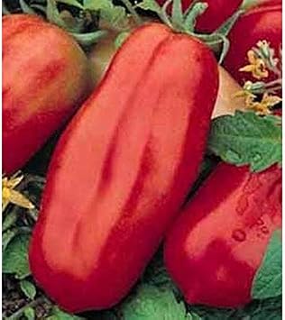San Marzano Tomato Seeds 80 Seed Pack