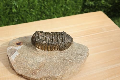 Image of Trilobite Fossil Morocops Trilobite Fossil Trilobites Rock Trilobite Fossil from Morocco Trilobite Fossil A65