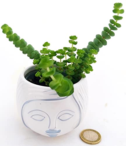 POWERS TO FLOWERS - CRASSULA HOTTENTOT, COLLANA DI GIADA, MINI IN VASO CERAMICA SIGNORINA, pianta vera
