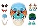 Axis Scientific 22-Part Painted Human Skull Model | Molded from a Real Human Skull This Life Size Plastic Colored Skull Disassembles into 22 Bones | Includes Detailed Product Manual
