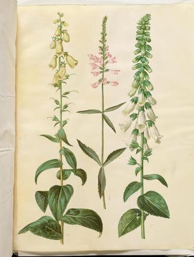 Toile d'art Grandiflora par Hans Simon Holtzbecker, grand tableau décoratif 60x90