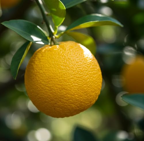 Aceite Esencial de Yuzu Orgánico Puro 5 mL miniatura 4