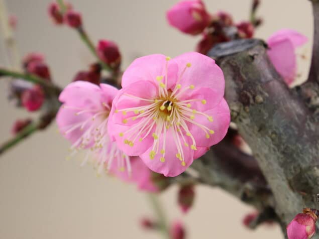花梅　大盆 61sONold6eL._AC_UF1000, 鉢花