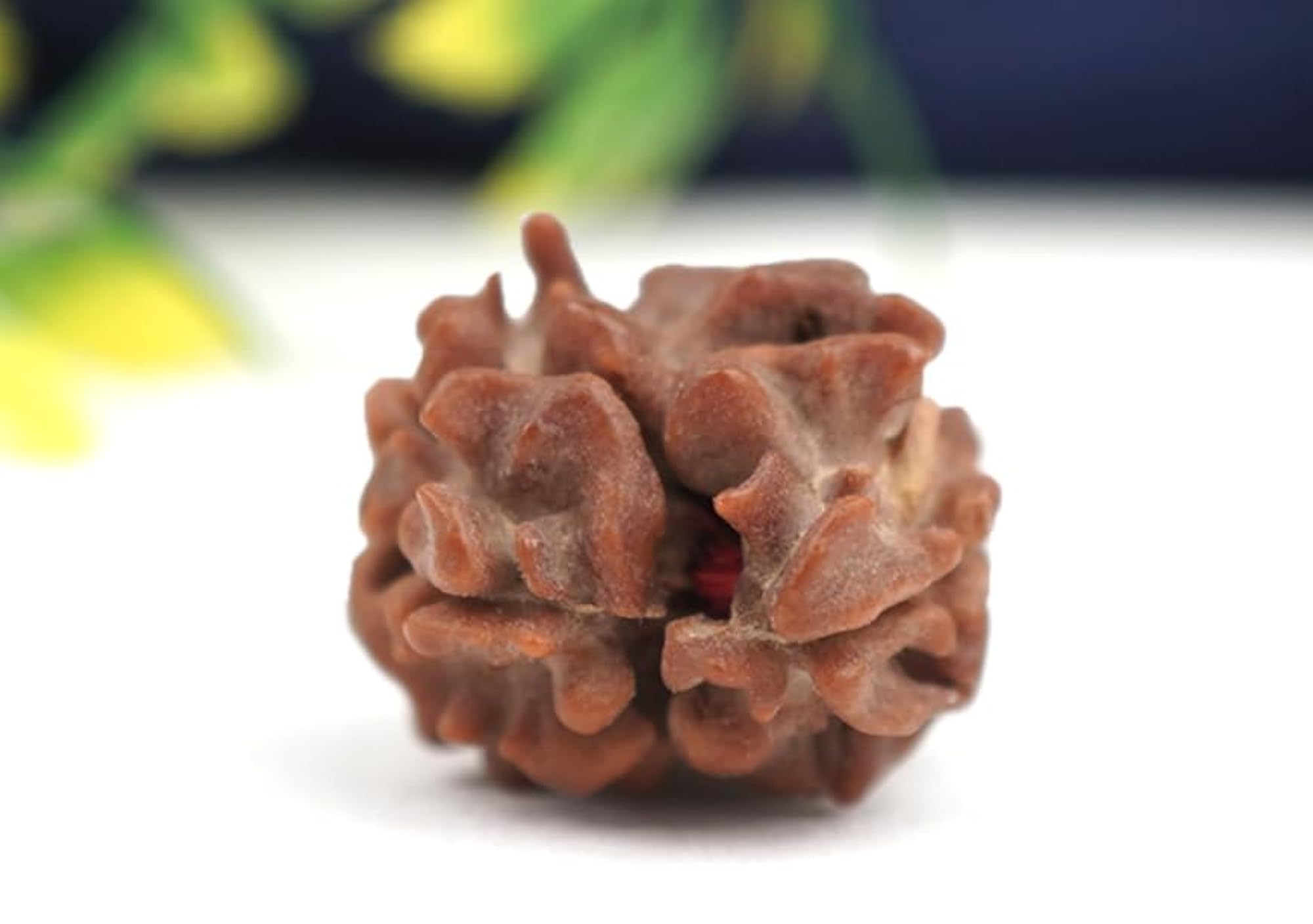 2 Face Rudraksha Original Certified Blessed with Lord Shiva & Mata Parvati