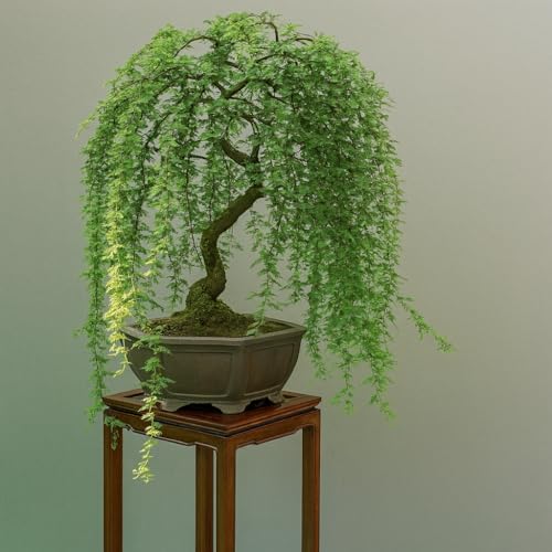 CZ Grain Bonsai Green Weeping Willow Tree Cutting - Thick Trunk Start, Dwarf Bonsai Material