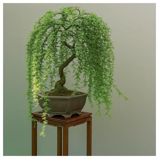 Bonsai Green Weeping Willow Tree Cutting - Thick Trunk Start, Dwarf Bonsai Material. Ships from Iowa, USA