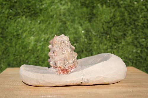 Image of Ammonite Mammites Nodosoides Ammonite Fossil Rare Ammonite Fossil Natural Fossil from Morocco A26