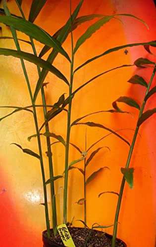 Live 10 Rhizomes Of Edible Ginger Roots Zingiber Zingiber Officinale For Growing #TOP3