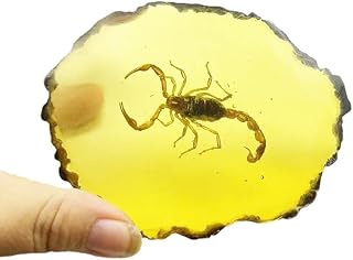 Amber Fossils Insect Samples Artificial Amber Insect Specimen Pendant Stone Decoration Crystal Samples Collection Science Education Dragonflies, Cicadas, Scorpions, Butterflies (Scorpions)