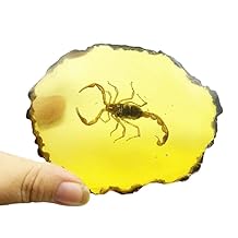 Amber Fossils Insect Samples Artificial Amber Insect Specimen Pendant Stone Decoration Crystal Samples Collection Science Education Dragonflies, Cicadas, Scorpions, Butterflies Scorpions