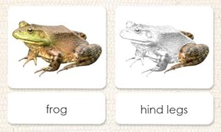 Parts of The Frog 3-Part Photo Cards