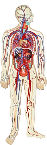 Image of B10432 Human Circulatory System (2 Parts), 4.5 inch Height, 11 inch Wide, 34 inch Length