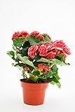Begonias Elatior - Planta Interior - Planta Natural - Planta con Flor - DELVI (Coral)