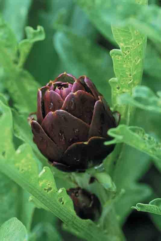 Buy4seeds Artichoke Italian Violetta CHIOGGIA 75 Finest Seeds Easy to Grow