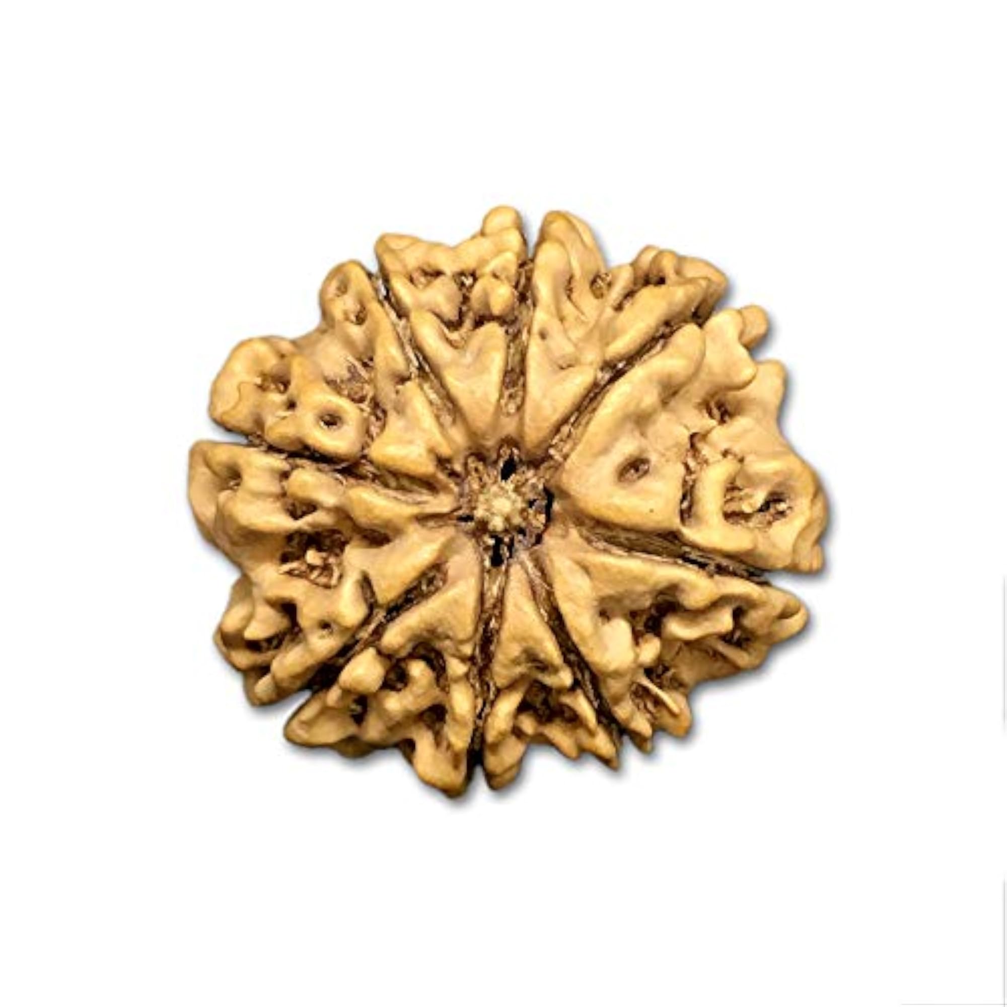 8 Mukhi Nepal Rudraksha Big Lab Certified