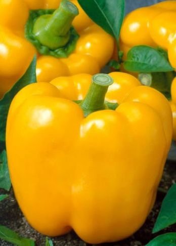Heirloom Heritage Sweet Bell Pepper Seeds. Golden California Wonder Bright Green. Certified Organic Grower