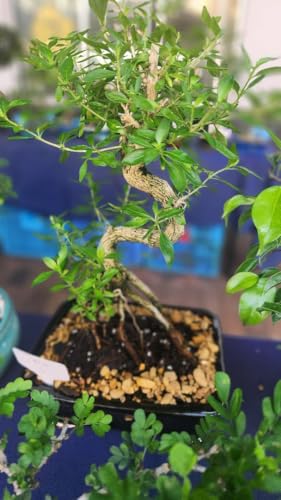 How long to grow serissa as bonsai