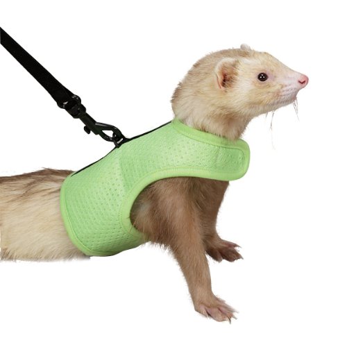 ferret leash