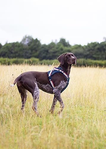 Rosewood x Joules Rainbow Harness, Small, Reflective Trim - Image 4