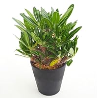 パキポディウムカクチペス　塊根植物 パキポディウム カクチペス | mana's farm:塊根植物・アガベ・ドライ