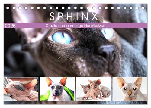 Sphinx. Grazile und anmutige Nacktkatzen (Tischkalender 2026 DIN A5 quer), CALVENDO Monatskalender: Die zierliche Sphynx Katze gehört zu den liebevollsten...