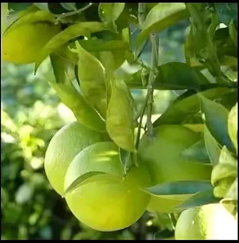 Green view sweet lemon Grafted hybrid fruit plant - 1 Healthy Live Orange labu Fruit Plant in Nursery Grow Bag for Home Garden (B0BYS2YNG8) Amazon Price History, Amazon Price Tracker