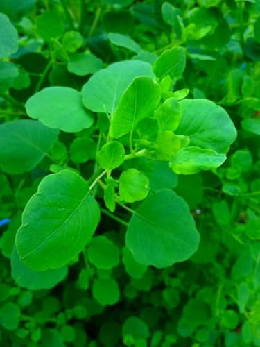 100pcs Papalo Seeds for Planting Heirloom New Mexican Herb for Planting | Fast-Growing Culinary Herb for Gardens & Containers
